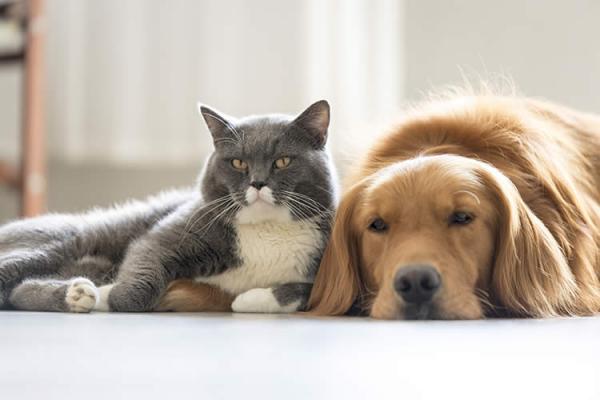 Cuando esterilizar a tu perro o gato