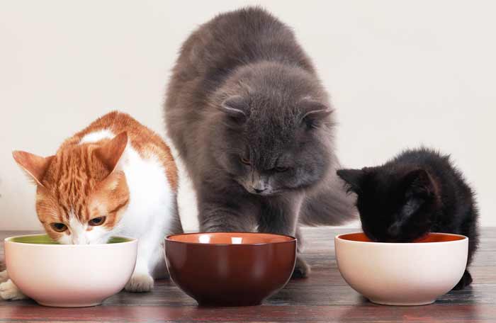 Alimentos dañinos para los gatos