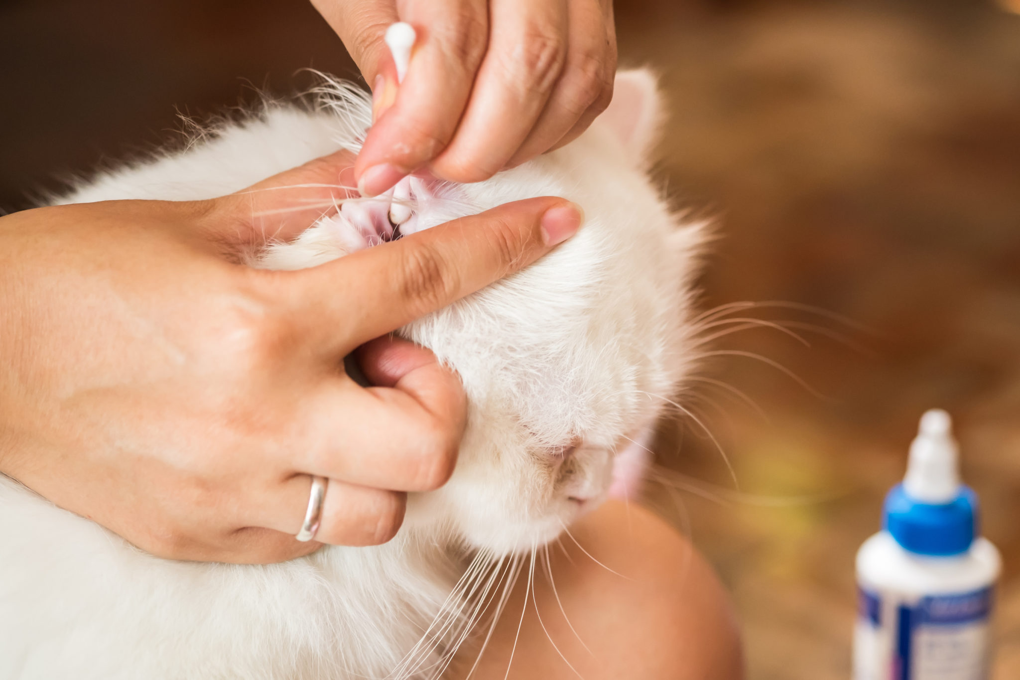 Cómo limpiar de ácaros los oídos de tu gato