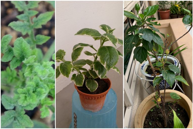 Despertar de la raíz: tomate, helecho, pino e hibisco