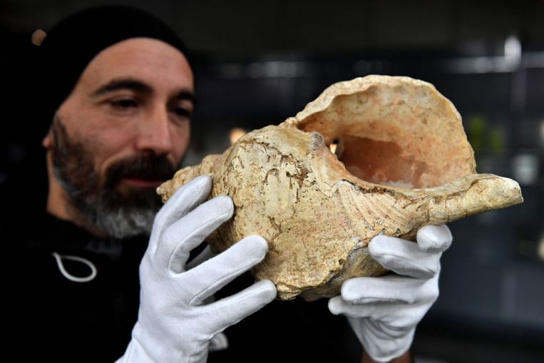 El primer cuerno de concha que se tocó por primera vez en 17.000 años