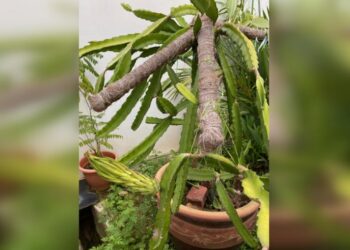 Despertar de la raíz: las flores de la fruta del dragón deben polinizarse, el cocotero morirá si se corta la corona