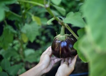 Fin de la agricultura tradicional: la agricultura urbana se arraiga en Singapur