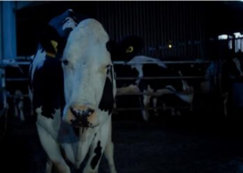 ¿Cómo vive la vida media de la ubre: Cannes impulsado por la película biográfica de vacas?