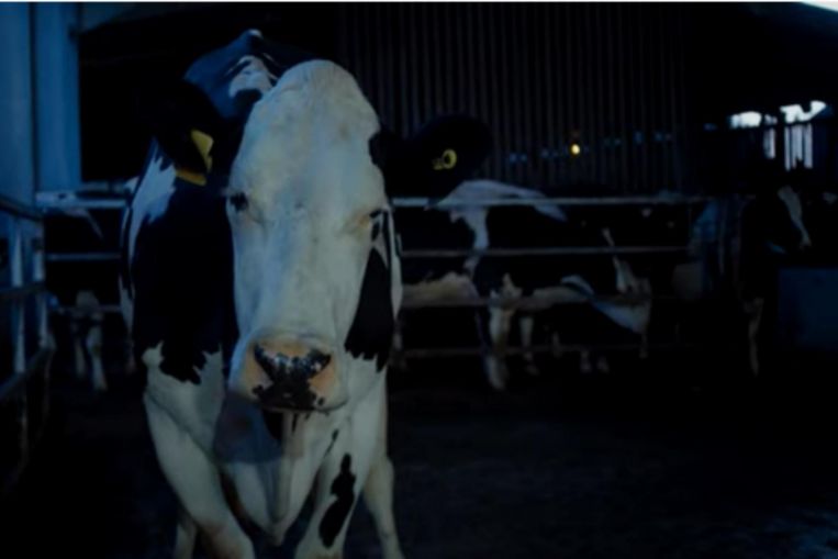¿Cómo vive la vida media de la ubre: Cannes impulsado por la película biográfica de vacas?
