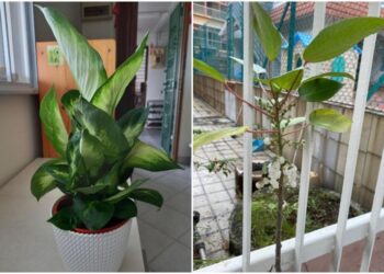 Despertar de la raíz: Dumbcane, Moth Orchid, Butterfly Host Plant y más