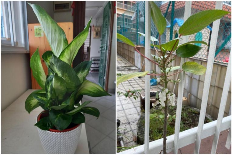 Despertar de la raíz: Dumbcane, Moth Orchid, Butterfly Host Plant y más