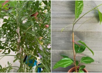 Root Awakening: árboles adaptados al patio trasero, infestación de insectos escamosos, bígaro en declive y mucho más