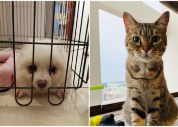 pregunte al veterinario