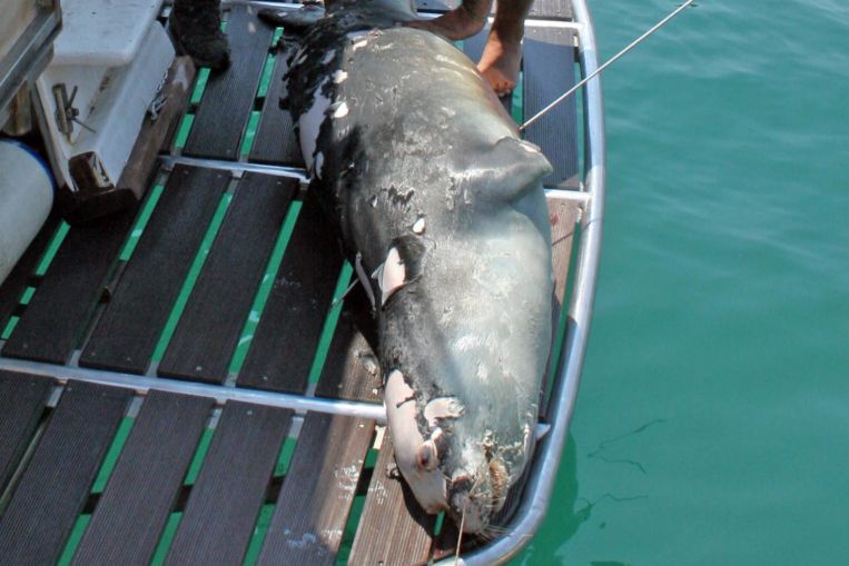 Agitación en Grecia cuando matan a una foca mascota en un área protegida