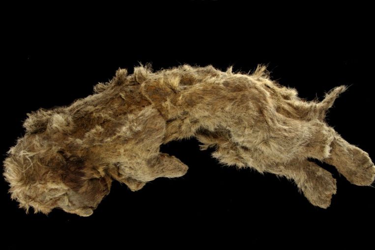 El cachorro de león cavernario que se encuentra en el permafrost siberiano tiene 28.000 años.