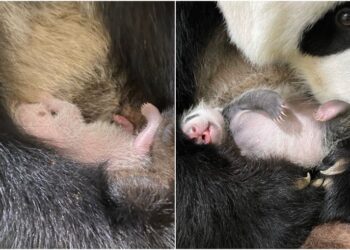 Vea cuánto ha crecido: el primer mes del bebé panda