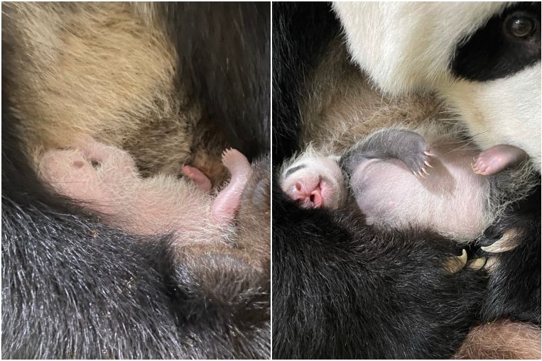 Vea cuánto ha crecido: el primer mes del bebé panda