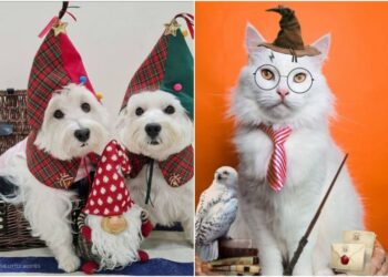 Influencers de mascotas en aumento en Singapur