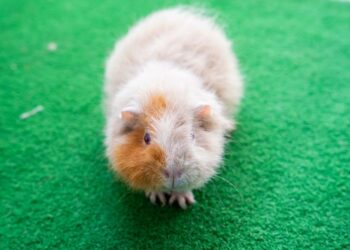 Pregúntele al veterinario: si mi mascota se ve saludable, ¿sigue siendo necesaria una visita anual al veterinario?