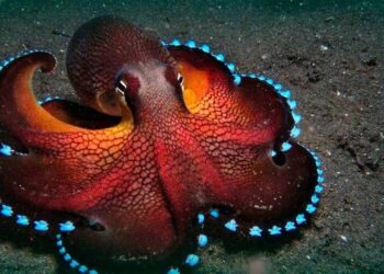 pulpo y calamar