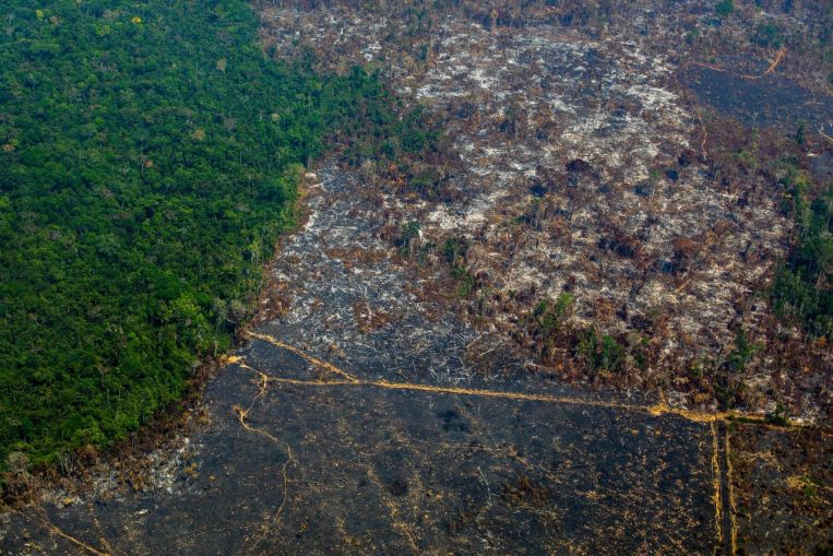 Los líderes mundiales prometen poner fin a la deforestación para 2030