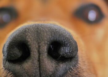 distemper canino