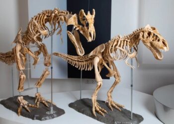 Maquetas de esqueletos de dinosaurio