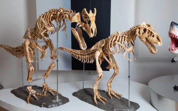 Maquetas de esqueletos de dinosaurio