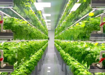 Agricultura Vertical: La nueva tendencia para cultivar en espacios reducidos