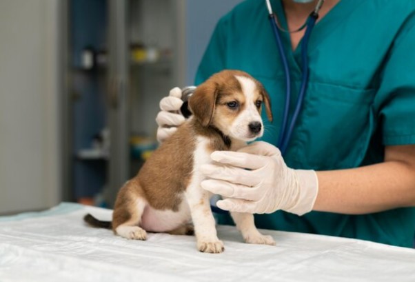 Veterinario con cachorro