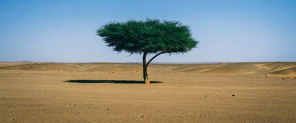desiertos verdes