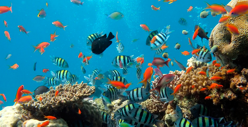 La importancia de la conservación de la vida marina: Cómo proteger nuestro océano